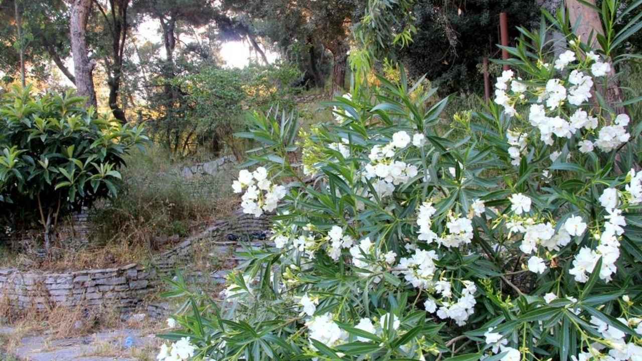 Piknik alanı