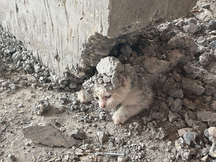 Kedi Yavrusunun Kurtarılması